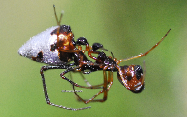 Accoppiamento Argyrodes sp.